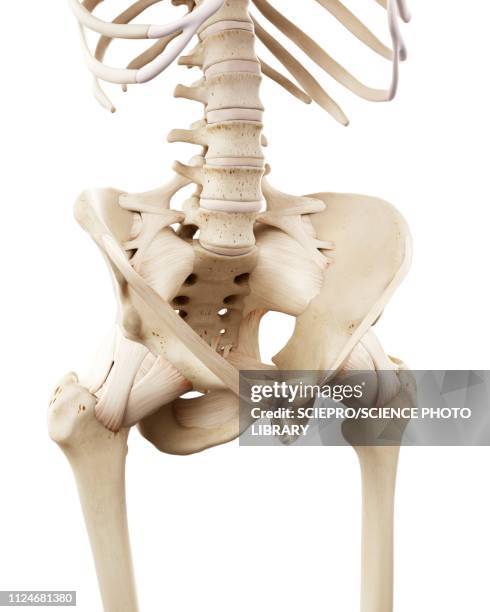 Coxit 153 Coccyx Joint Stock Photos, High-Res Pictures, and Images - Getty Images