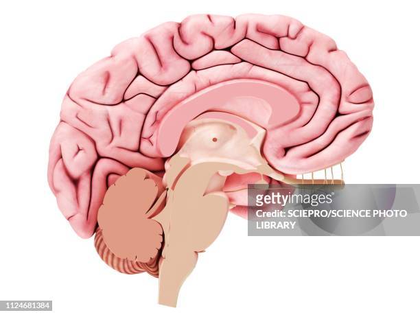 illustration of a brain cross-section - brain cross section stock illustrations