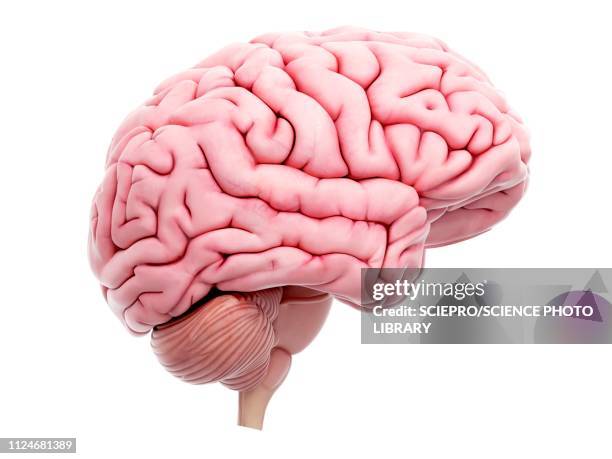 illustration of the human brain - human brain lateral stock illustrations