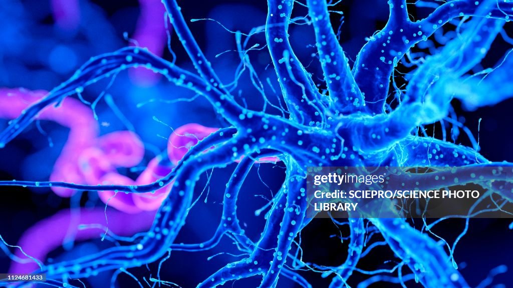 Illustration of a nerverticale cell