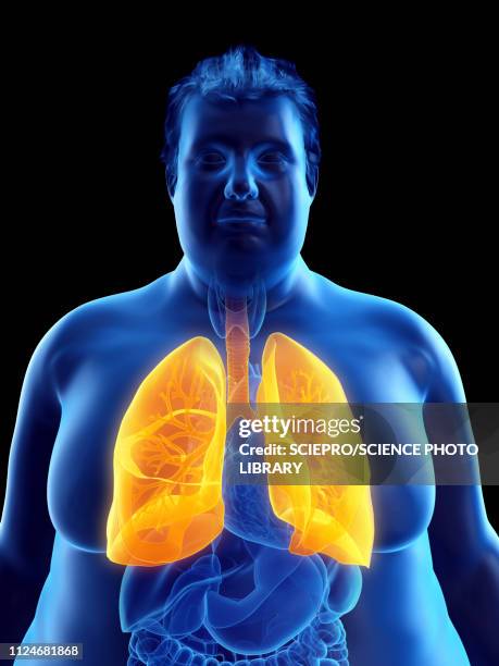 illustration of an obese man's lungs - bronchus stock illustrations