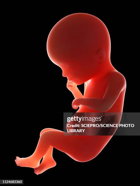 Week 19 104 Fetus 19 Weeks Stock Photos, High-Res Pictures, and Images - Getty ...