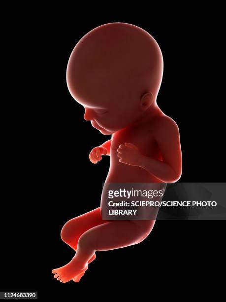 illustration of a fetus at week 26 - 26 week fetus stock illustrations
