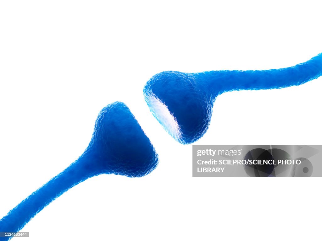 Illustration of human receptors