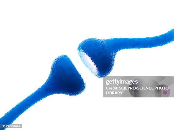 ilustrações de stock, clip art, desenhos animados e ícones de illustration of human receptors - célula nervosa