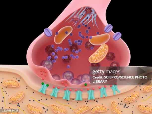 illustration of a synapse cross-section - synapse点のイラスト素材／クリップアート素材／マンガ素材／アイコン素材