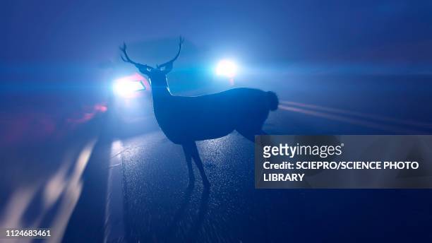 bildbanksillustrationer, clip art samt tecknat material och ikoner med illustration of a deer in front of a car - crossing sign