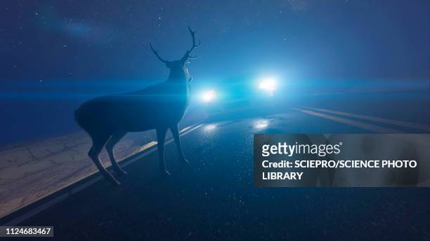 illustration of a deer in front of a car - deer crossing stock illustrations