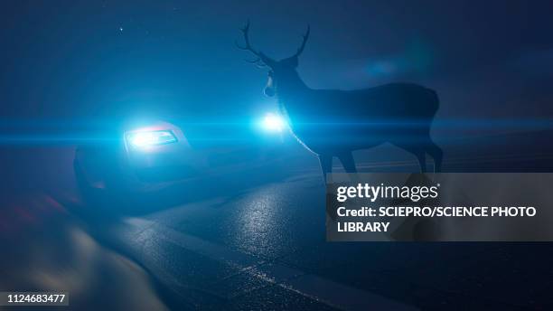 illustration of a deer in front of a car - car window stock illustrations