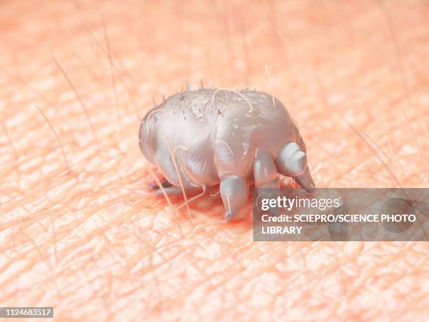 illustration of a scabies mite on human skin - mite stock illustrations