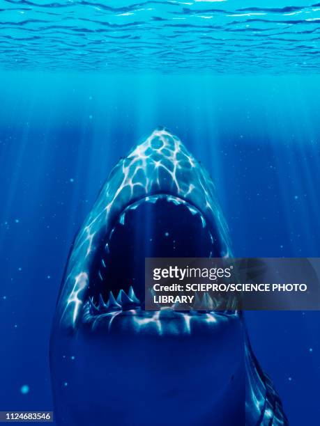 ilustraciones, imágenes clip art, dibujos animados e iconos de stock de illustration of a shark - animal teeth