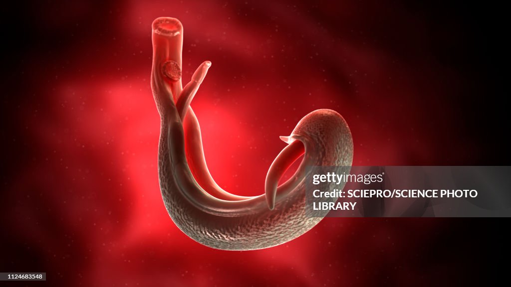 Illustration of a schistosoma