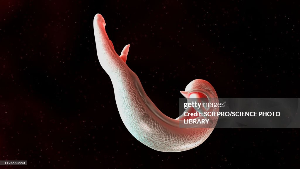 Illustration of a schistosoma