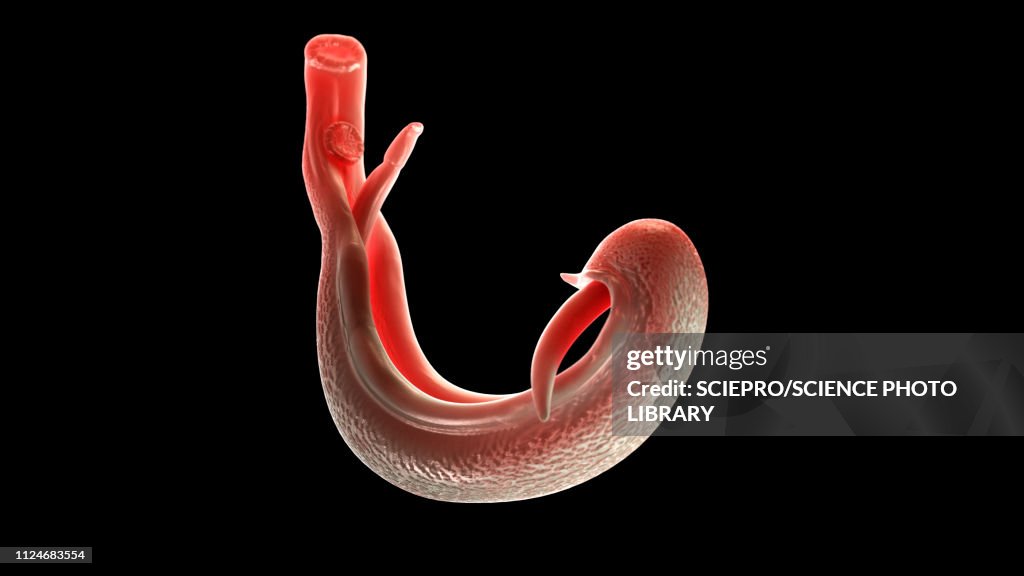 Illustration of a schistosoma