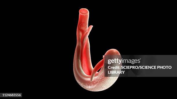 illustration of a schistosoma - schistosoma stock illustrations