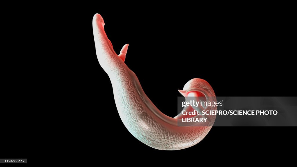 Illustration of a schistosoma