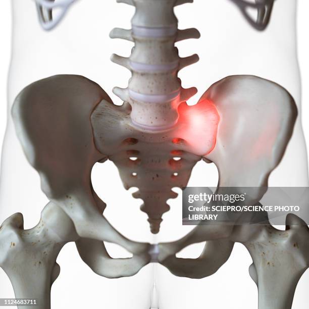 Sacrum Padding Human Sacrum Photos and Premium High Res Pictures - Getty Images