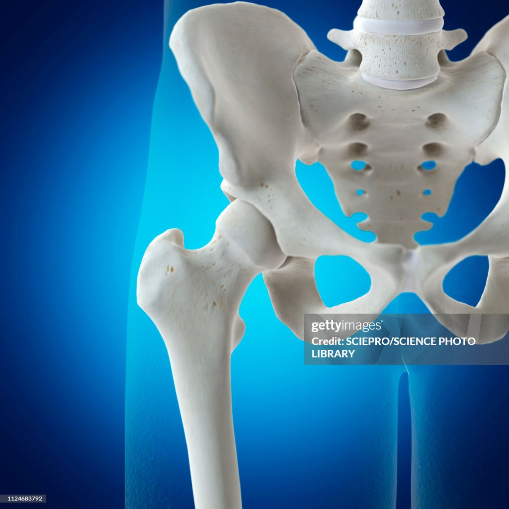 Hip Function Illustration Of The Hip Joint High-Res Vector Graphic - Getty Images