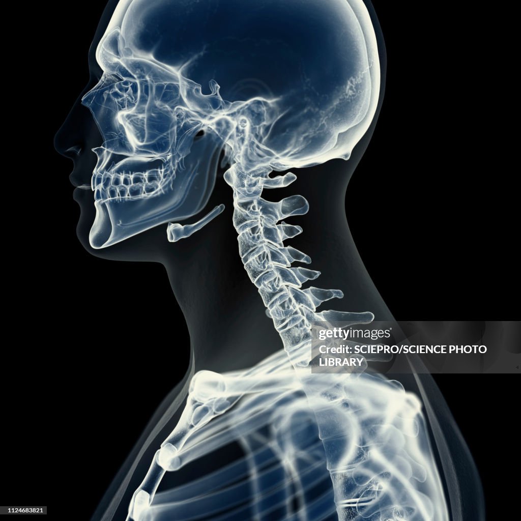 Illustration Of The Cerverticalical Spine High-Res Vector Graphic ...