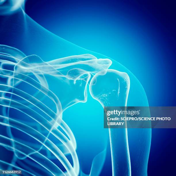 stockillustraties, clipart, cartoons en iconen met illustration of the shoulder joint - shoulder joint