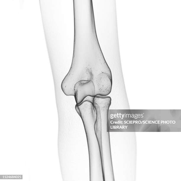 ilustraciones, imágenes clip art, dibujos animados e iconos de stock de illustration of the elbow bones - radio hueso del brazo