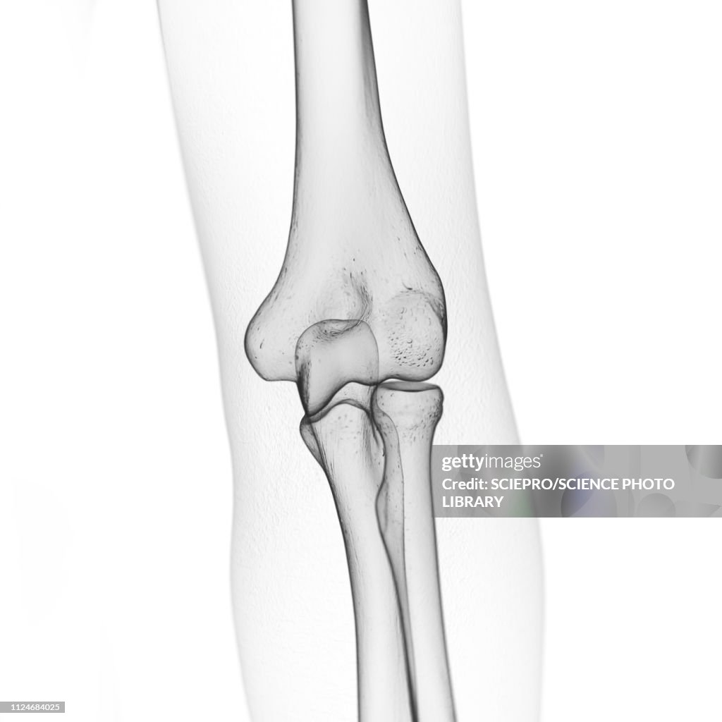 Illustration of the elbow bones