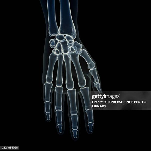 ilustraciones, imágenes clip art, dibujos animados e iconos de stock de illustration of the hand bones - radio hueso del brazo