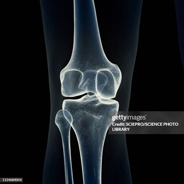 ilustrações, clipart, desenhos animados e ícones de illustration of the knee bones - rótula