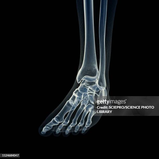 illustration of the foot bones - fibula stock illustrations