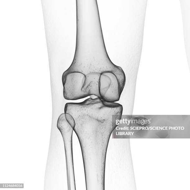 stockillustraties, clipart, cartoons en iconen met illustration of the knee bones - fibula