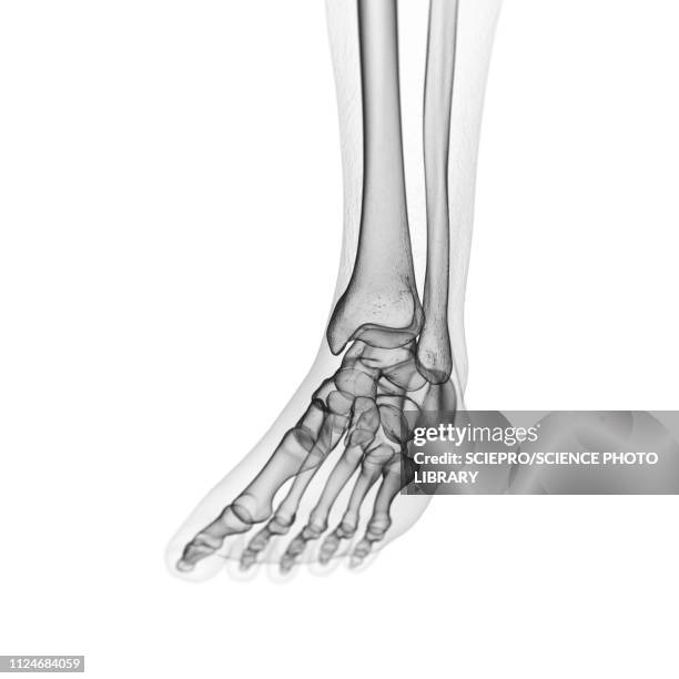 illustration of the foot bones - fibula stock illustrations