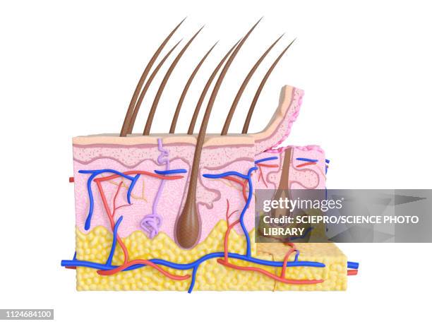 illustrations, cliparts, dessins animés et icônes de illustration of the human skin - peau de fruit