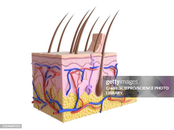 illustration of the human skin - skin cross section stock illustrations