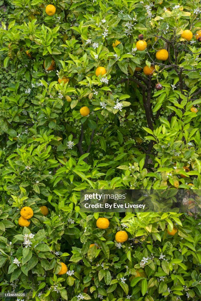 Orange Tree in Blossom