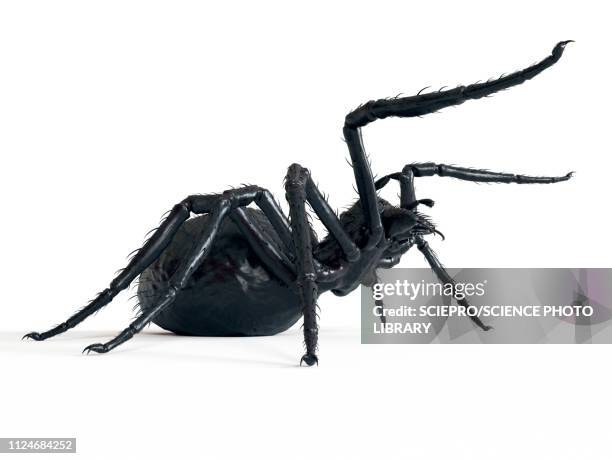illustration of a spider - male funnel web spider stock illustrations