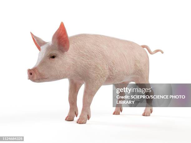 illustration of a pig - pig snout stock illustrations