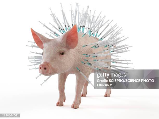 illustration of syringes stuck in a pig - pig stock illustrations