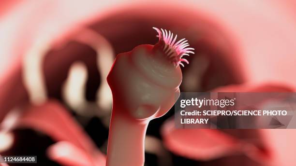 illustration of a tapeworm - plattwurm stock-grafiken, -clipart, -cartoons und -symbole