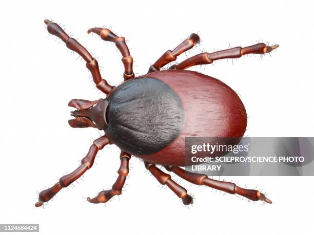 illustration of a tick - bug bite stock illustrations