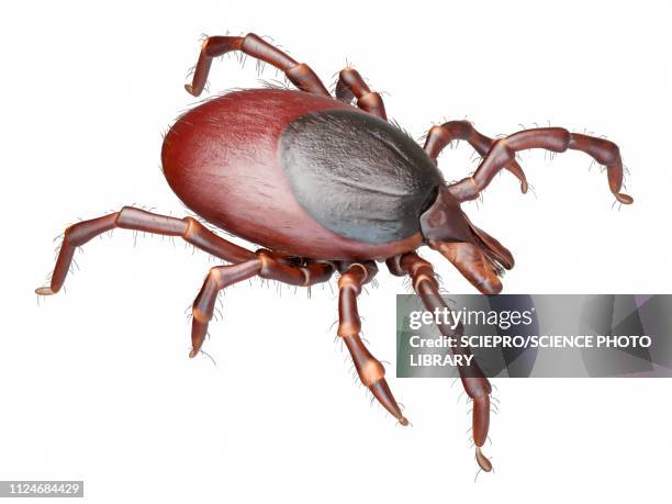 Ilustraciones, imágenes clip art, dibujos animados e iconos de stock de ...