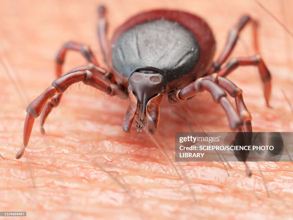Illustration of a tick crawling on human skin