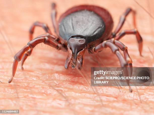 illustration of a tick crawling on human skin - invertebrate stock illustrations