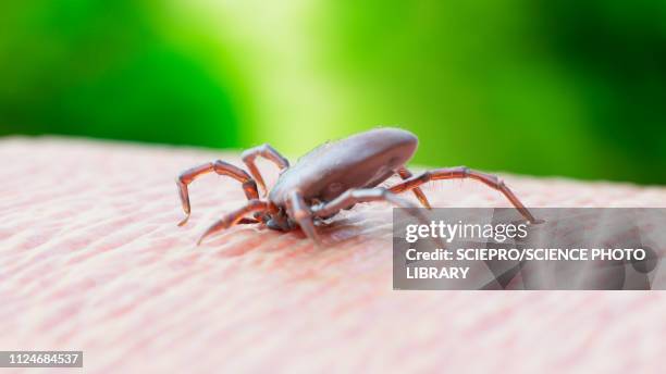 stockillustraties, clipart, cartoons en iconen met illustration of a tick biting - lymeziekte