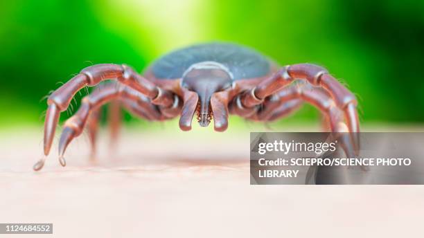 illustration of a tick crawling on human skin - deer tick stock illustrations