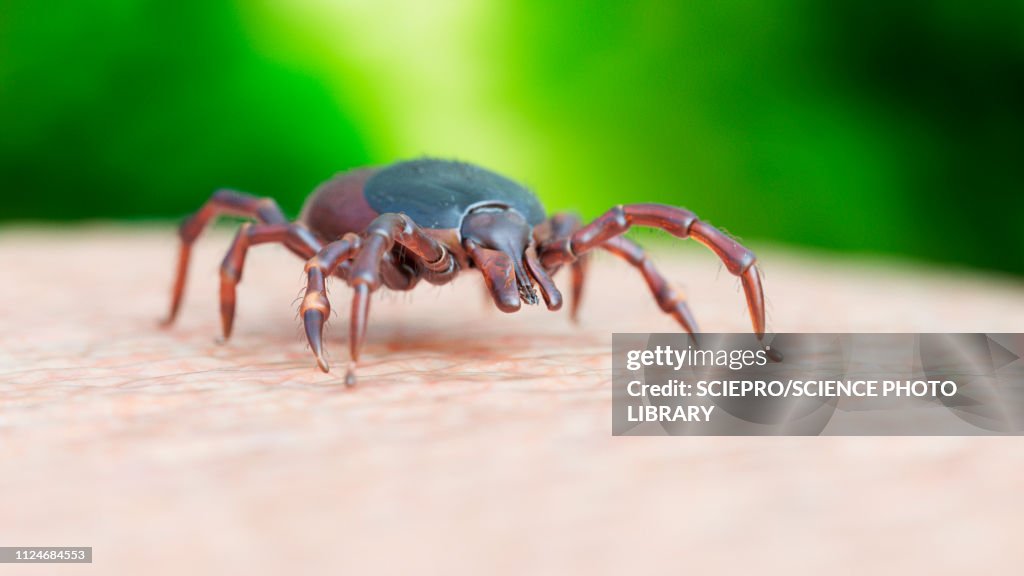 Illustration of a tick crawling on human skin
