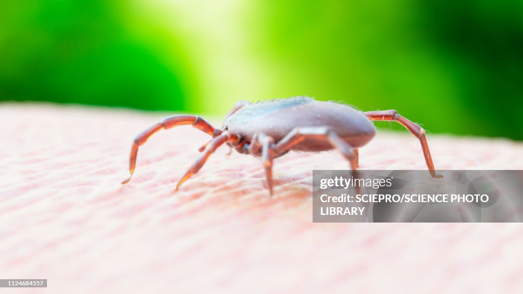 Illustration of a tick crawling on human skin