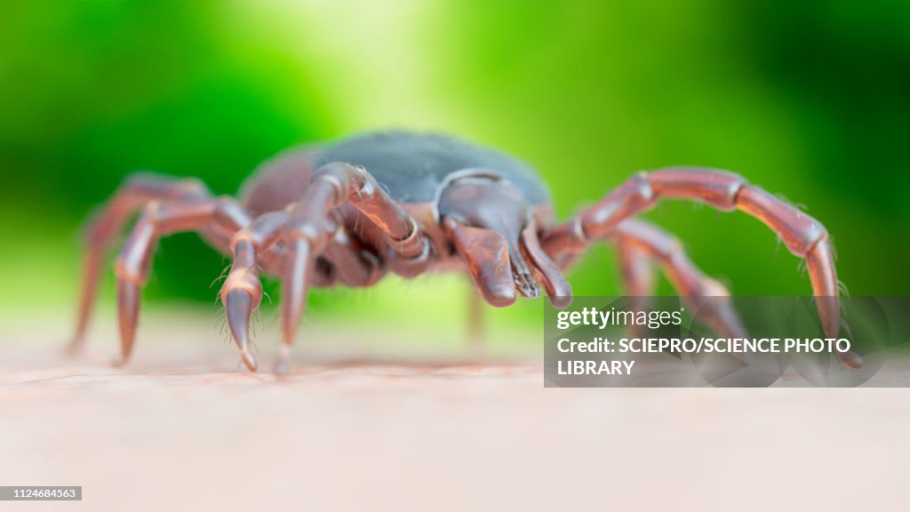 Illustration of a tick crawling on human skin