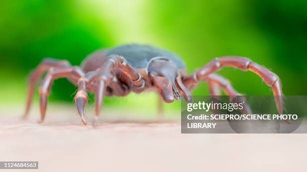 illustration of a tick crawling on human skin - wood tick stock illustrations