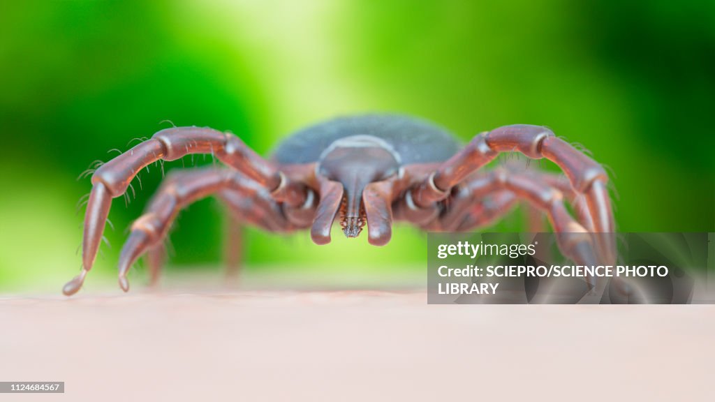 Illustration of a tick crawling on human skin