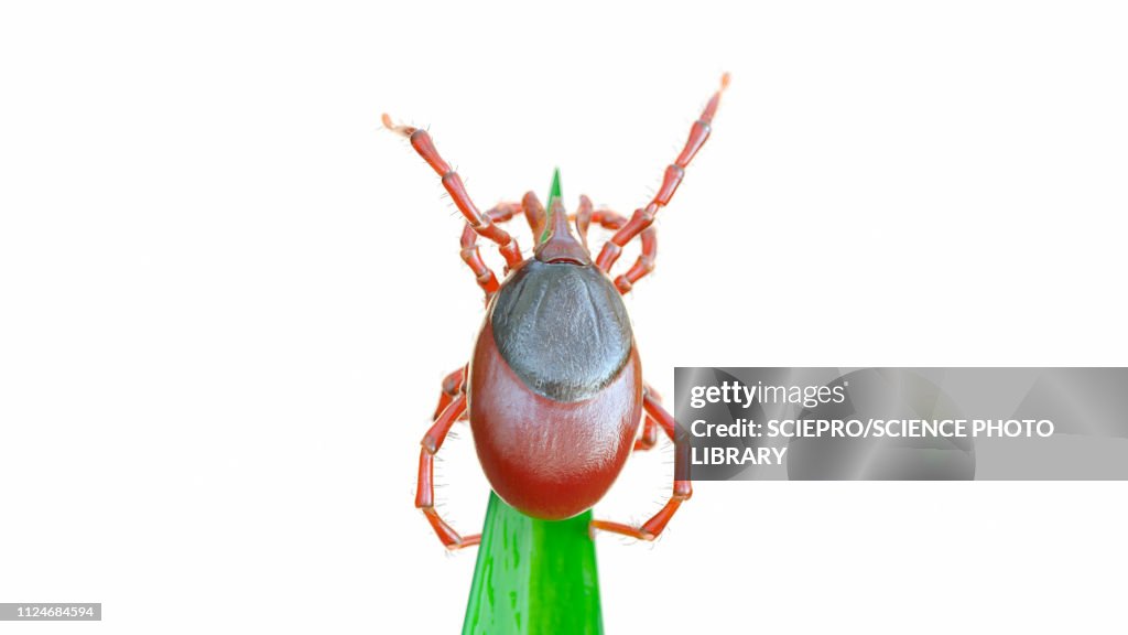 Illustration of a tick on a blade of grass